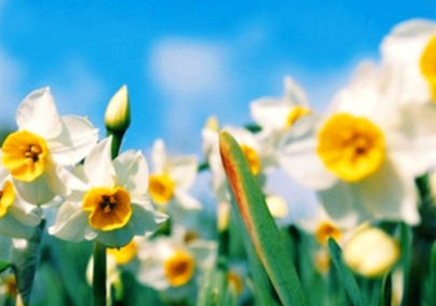 what-points-should-be-considered-for-the-cultivation-of-daffodils